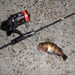 癒しのメバル！！