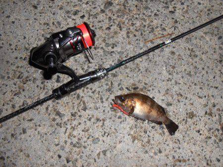 癒しのメバル！！