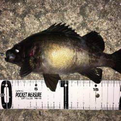 明石周辺メバリング