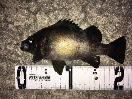 明石周辺メバリング