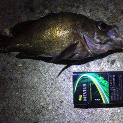 丸々なメバルが釣れました！