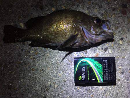 丸々なメバルが釣れました！