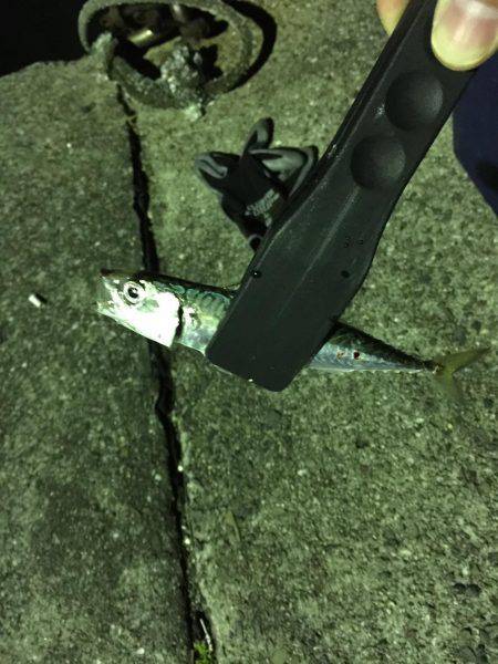 アジ調査のハズが、、