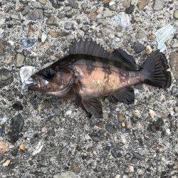 アジングのつもりが