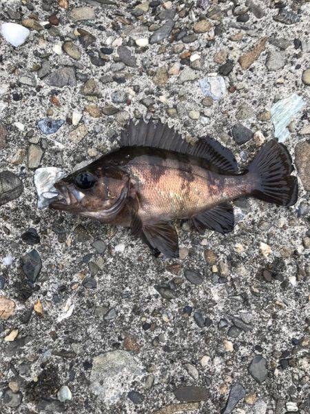 アジングのつもりが