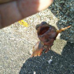 チヌを釣りたかったけど…