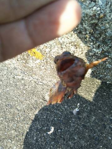 チヌを釣りたかったけど…