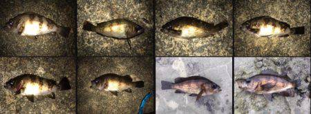 サイトフィッシングで初魚種