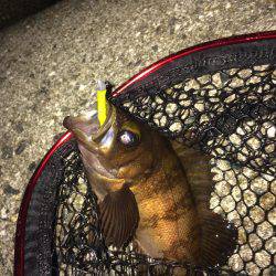 泉南アジを求めて