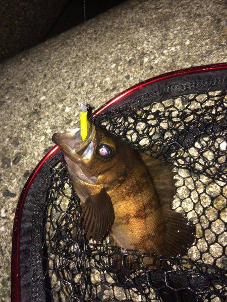 泉南アジを求めて