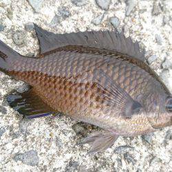 エサ釣りに完敗