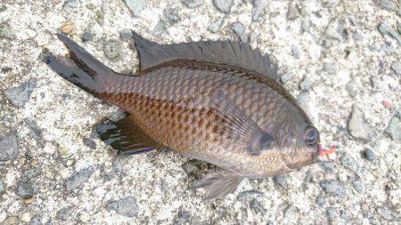 エサ釣りに完敗