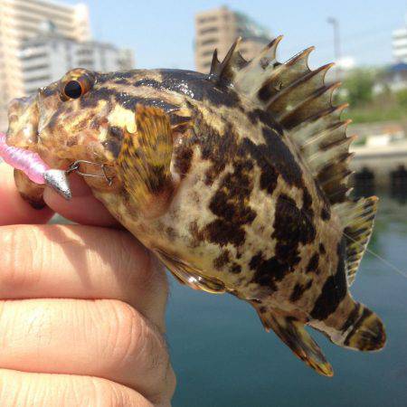 久しぶりのメバリング！！