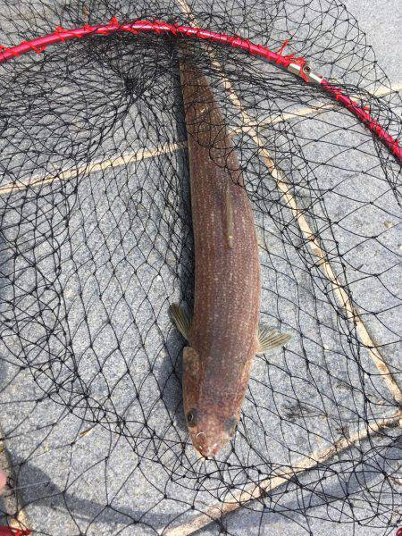 紀州釣りでもエソ