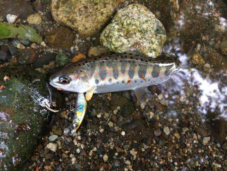 市川三郷町 芦川渓谷 アマゴ3匹