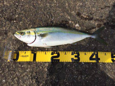 はじめてのハマチ