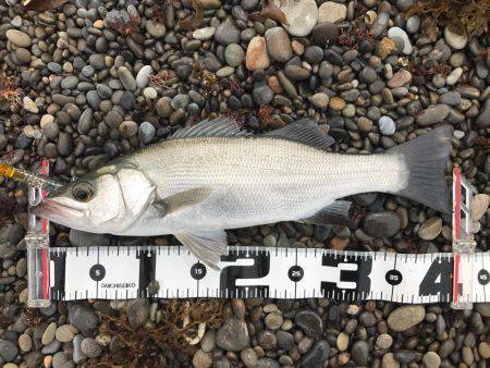 ヒラスズキ釣行