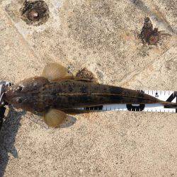 マゴチ、セイゴ。