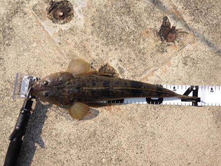 マゴチ、セイゴ。