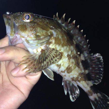 ナイトフィッシング！！ガシメバリング！！