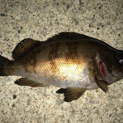 シーバス狙いも不発…