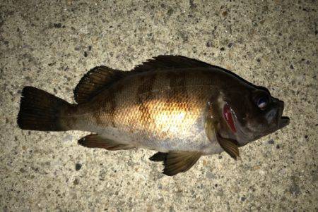 シーバス狙いも不発...