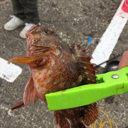 ショアジギ&穴釣り