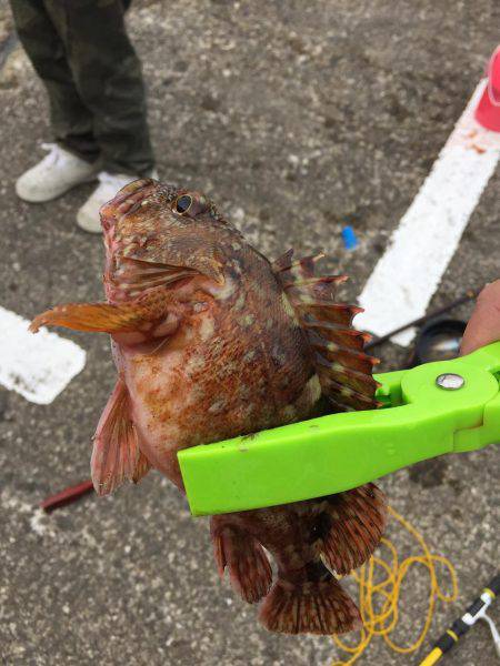 ショアジギ&穴釣り