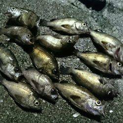 プラッキングメバル