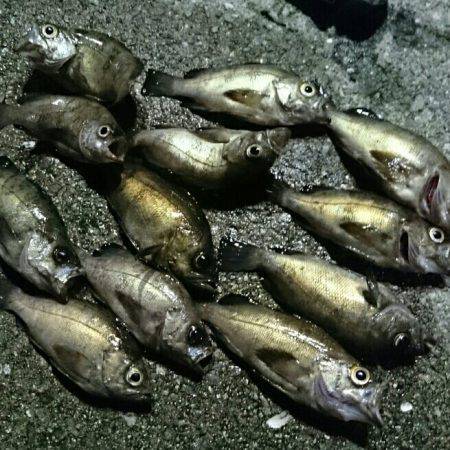 プラッキングメバル