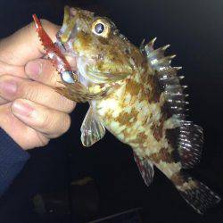 2時間だけ!!ガシメバリング!!