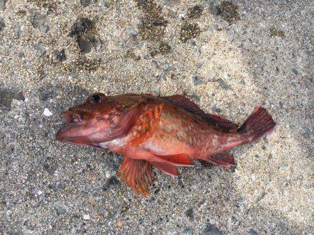 イカ、釣れません