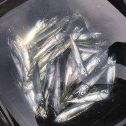 トリックサビキでファミリーフィッシング