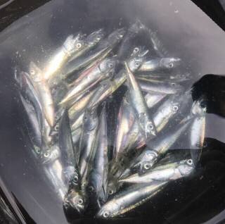 トリックサビキでファミリーフィッシング