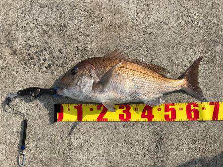 なんと真鯛が( ゚д゚)