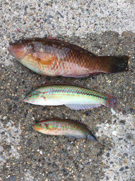 全然釣れないww