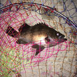 バチアジ＆バチメバルが来た