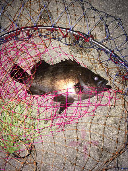 バチアジ＆バチメバルが来た