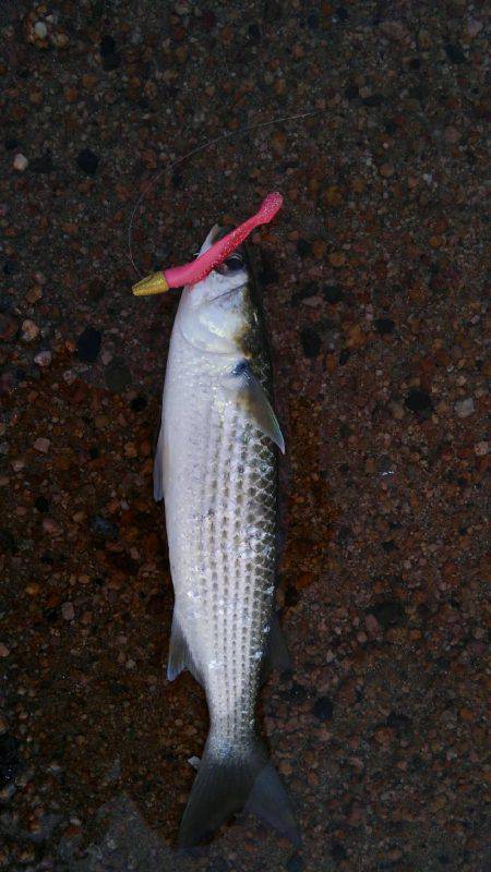 かぶと山公園にて(笑)。