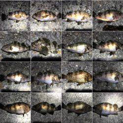 数釣りメバリング