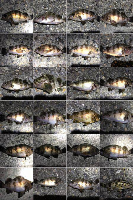 数釣りメバリング