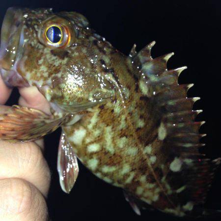 ガシメバリング！！朝まづめ狙い