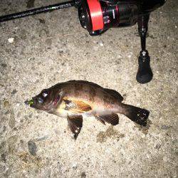 舞洲では初魚種ゲット！