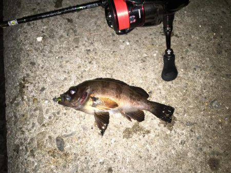 舞洲では初魚種ゲット！