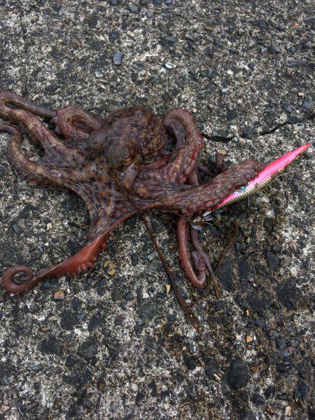 ロックフィッシュ