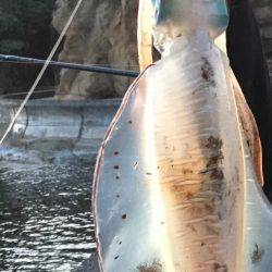 春イカエギング