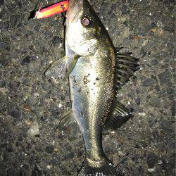 バチがおらへーん