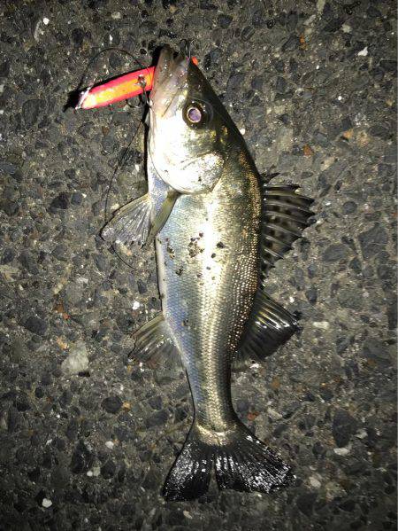 バチがおらへーん