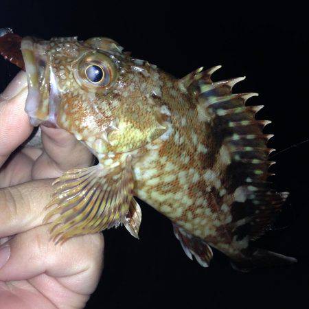 今日は素直にガシリング！！