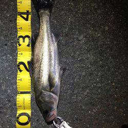 霞エリアシーバス